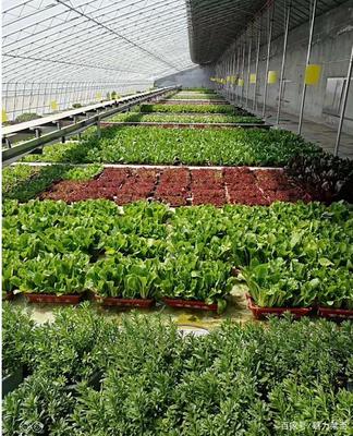 生物科技驱动产业升级，莱西龙头企业引领农民增收新路径